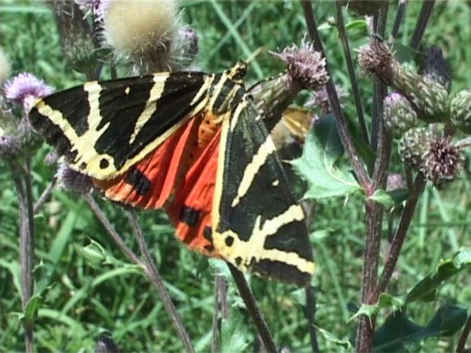 Russischer Bär ( Euplagia quadripunctaria ) : Kaiserstuhl, 18.07.2006